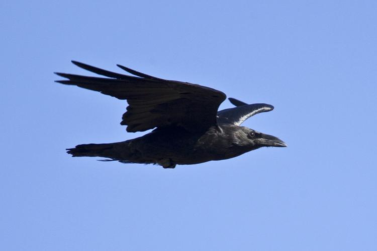 Chihuahuan Raven by Ned Harris