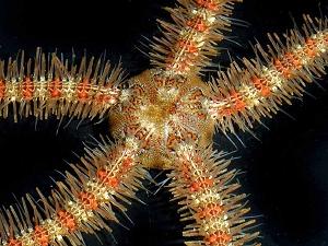 Brittlestar, Ophiothrix spiculata. Photo by Larry Jon Friesen