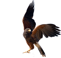 Ferruginous Hawk